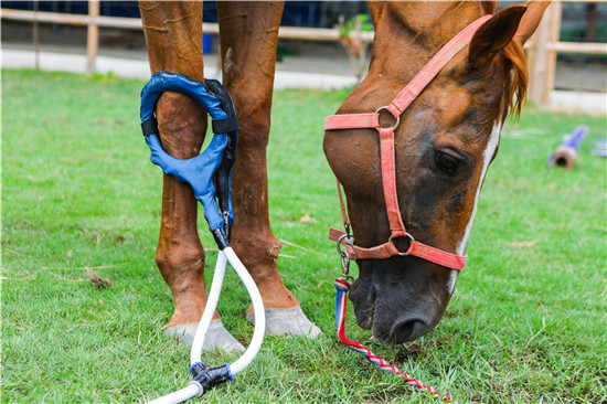 Pemf equine therapy horse equipment EMS23 VET